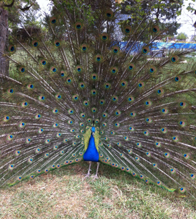 peacock